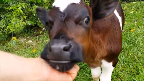 Baby cows goes to mom