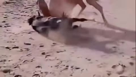 Deadly and dangerous fight between horse and camel😨😨