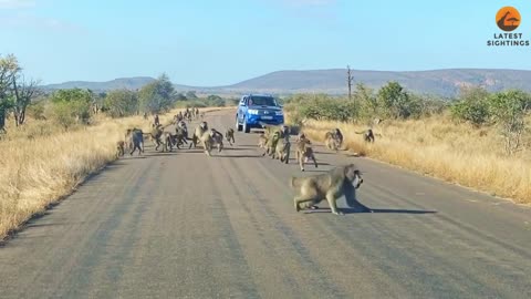 Troop of Baboon attack Leopard 🐆