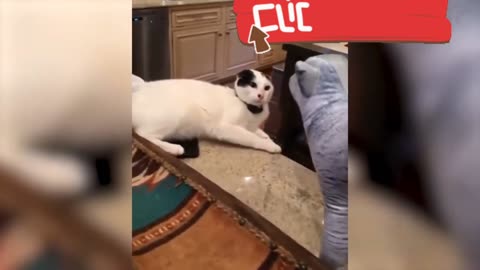 funny and clumsy animals