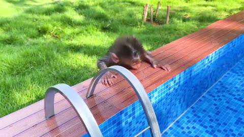 Monkey baby playing at the pool with puppy and duckling in the garden