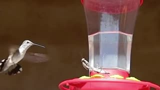 Praying mantis vs hummingbird