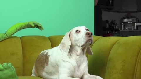 Dog Unimpressed by Alien Compilation Funny Dog Maymo not Surprised by Alien Prank