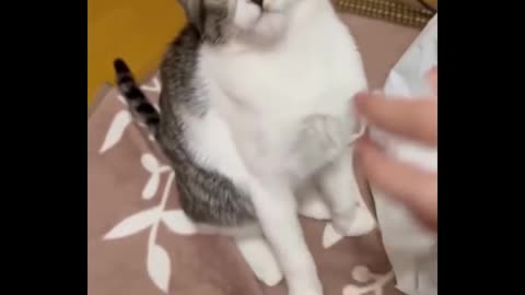 Jangan coba-coba menahan tawa 😂 -Kucing Terlucu - Kehidupan Kucing Lucu