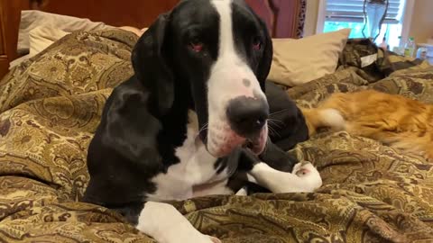 Dog and cat snuggle up together on the bed