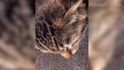 Funniest Animals Videos 😂-Best Cats🐱 and Dogs🐶 Videos 2022 !