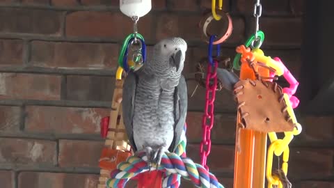 The Smartest talking parrot