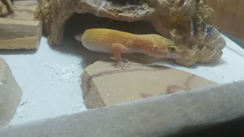 Just a little gecko wiggling its tail