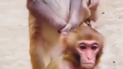 Funny videos of monkey and Dog