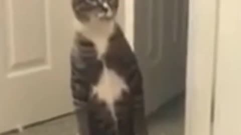 Funny cat reaction