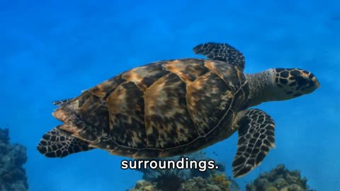 "Shell-ebrating Turtley Awesome Moments: A Dive into the Turtle World!"