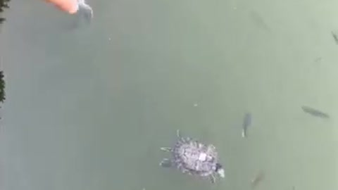 I went to the park today and saw two turtles, the turtle father took his son out for a walk.