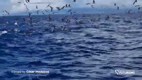 LIFE EXPLOSION IN THE SEA OF AZORES Futurismo Pico Island