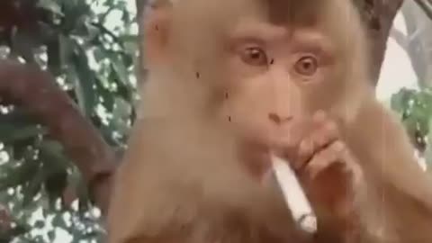 Live video caught monkey was smoking #very funny