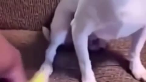 funny lil dog