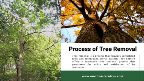 Process of Tree Removal - North Eastern Tree Service