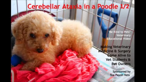 Signs of Cerebellar Ataxia in an older poodle