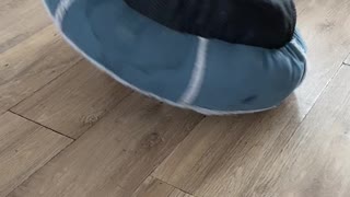 Pup Spins Around Under Dog Bed
