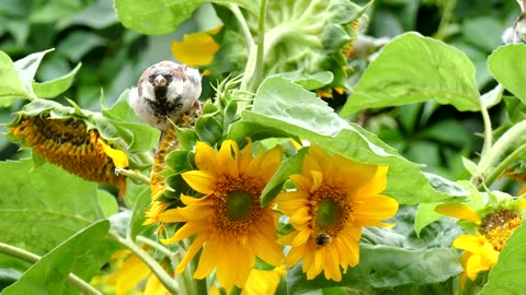 Birds & Sunflowers