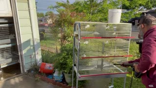How to Clean Quail Cages with a Pressure Washer: Step-by-Step Guide