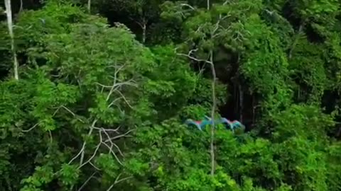 Joyful Flight Of Very Beautiful Parrots #shorts #shortsvideo #video #viral