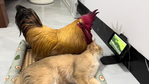The rooster was very moved after seeing the video of the kitten taking 👍(part 108)