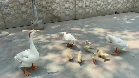 Duck 🦆 family with kids video in india