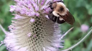 Educational Bee Pollination