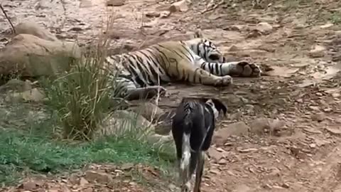 Tiger killed dog at zone Ranthambore National Park,Tiger attack dog ###