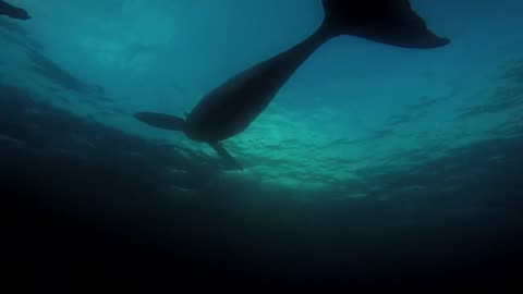 Gigantic orca menacingly appears out of the shadows to inspect scuba diver