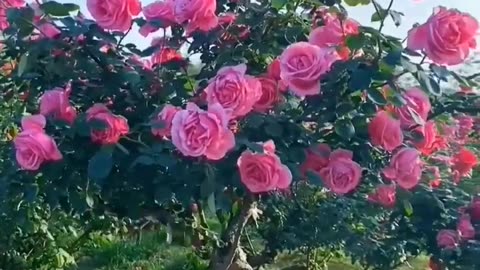 Beautiful china roses 💐