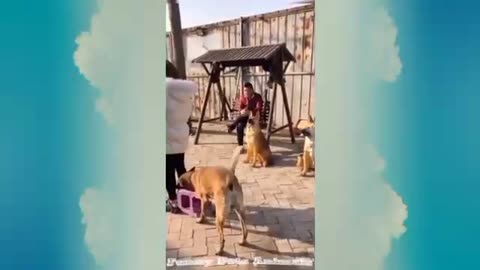 Super Funny Dog Videos 2024 | Funny Pets Animal | Funny Dog Compilation (Most Popular)