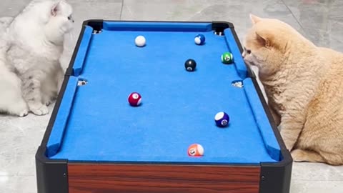 Cats funny playing this table games