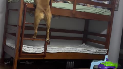 Dog Climbs Onto Top Bunk To Be With His Favorite Human