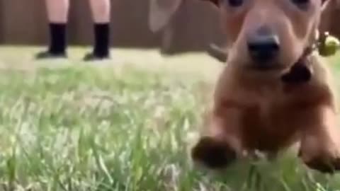 Funny Animal - CUTE LITTLE DOG