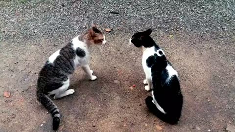 Cats Fighting with sound - Exclusive Video