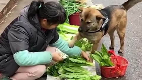 #Dog buying from the market