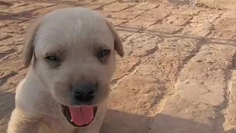 Too Cute for Words: Watch This Puppy Melt Your Heart #youtubeshorts #shorts #shortsyoutube #cute