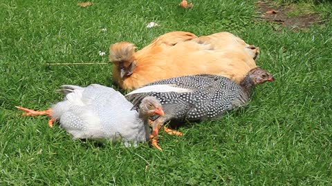 Nine week old baby Guinea Fowl sunbathing with their mum Penny