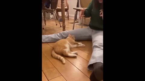 New cats and dog funny vidio more interesting