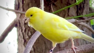 Canary Bird Song - yellow bird singing