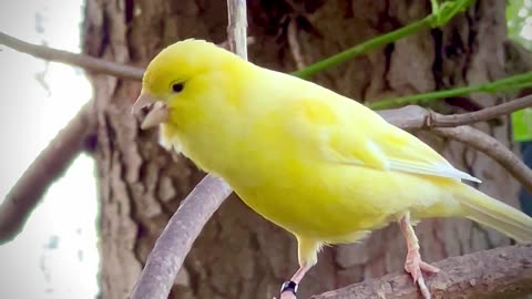 Canary Bird Song - yellow bird singing