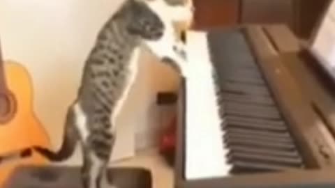 Cat 😄😄 Funny movement in room // Cat match in song beats