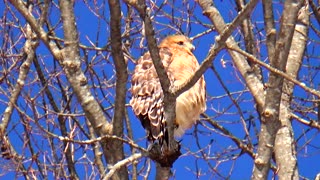 Red-shouldered hawk