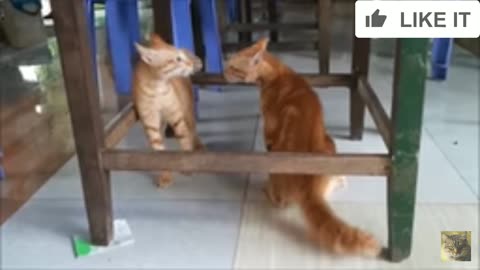 Vairal cat fight. #vairal.cat fight #cat#dog