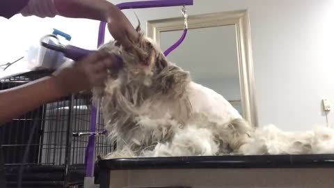 Grooming A Scared, Aggressive Matted Dog. Wonderfull! See Description!