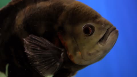 Fish close up videos