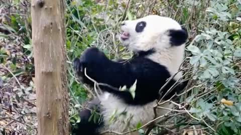 Xiong Bao, is this little tree fork easy to sit on