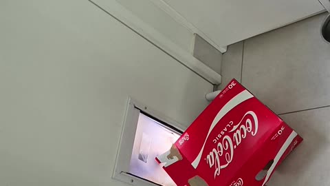 Pup Tries to Fit Cardboard Box Through Dog Door