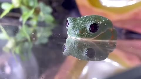 【Healing】 A very cute frog at the moment of sleeping